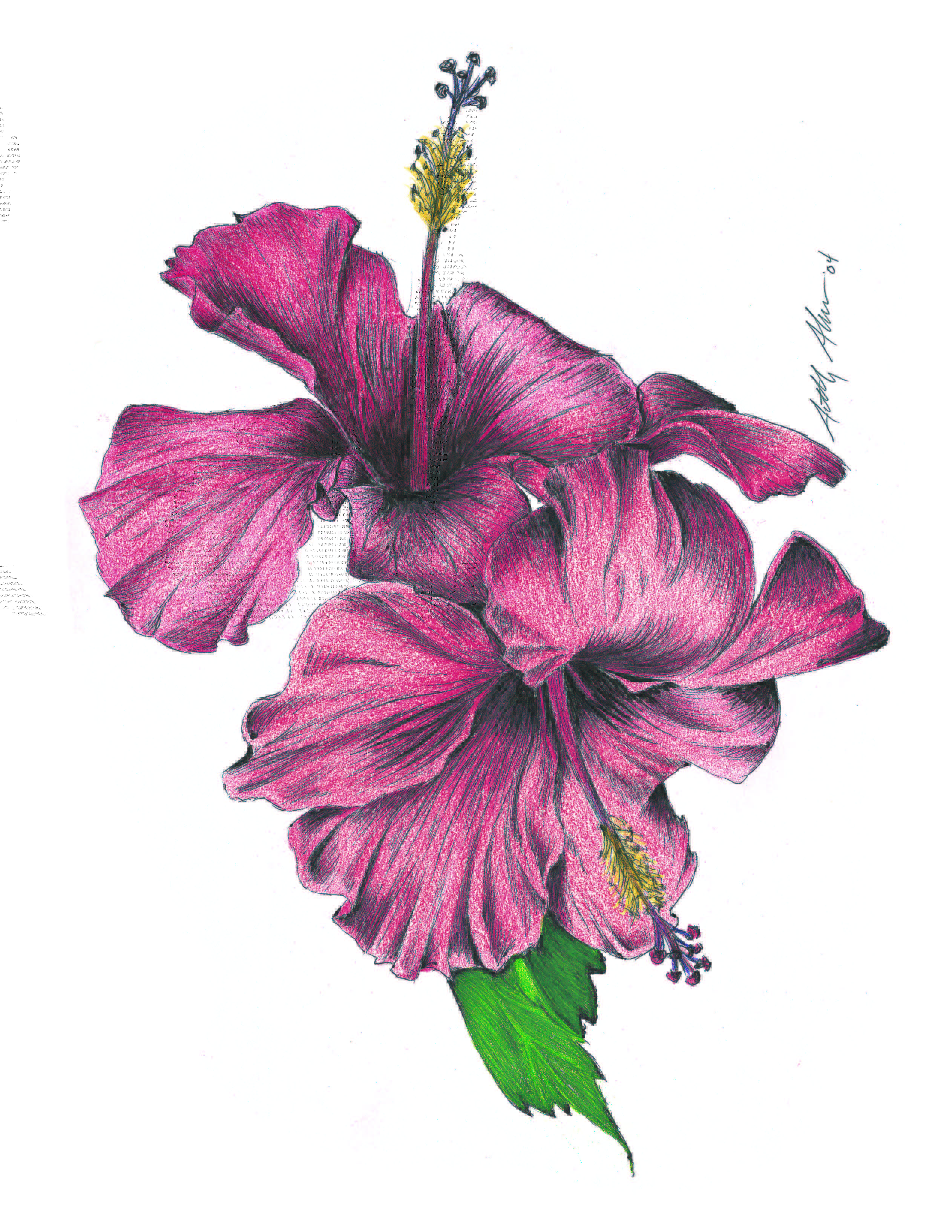Hibiscus